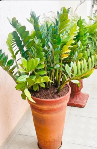 Zamioculcas
