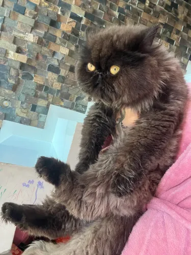 Gato persa macho 12 meses