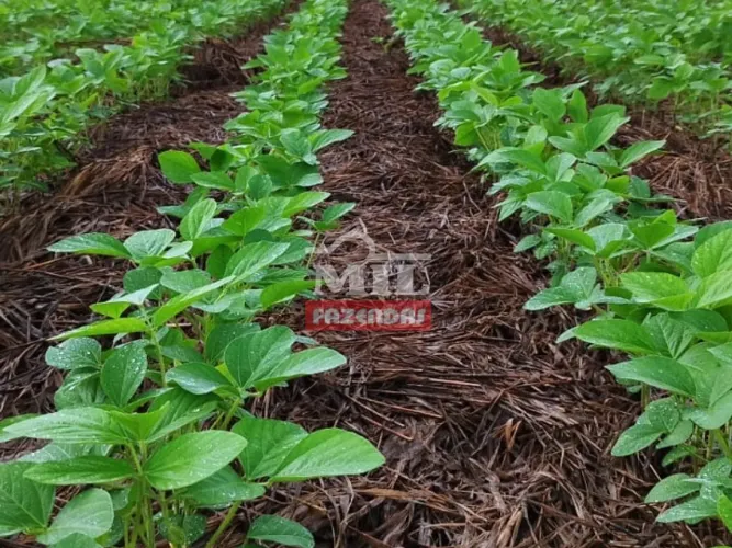 Fazenda a 40 km Porto Nacional- TO. (88,9 Alqueires) em Lavoura.