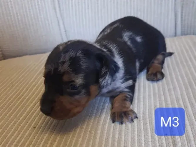 Basset Arlequim - Dachshund - Salsichinha - Linguicinha