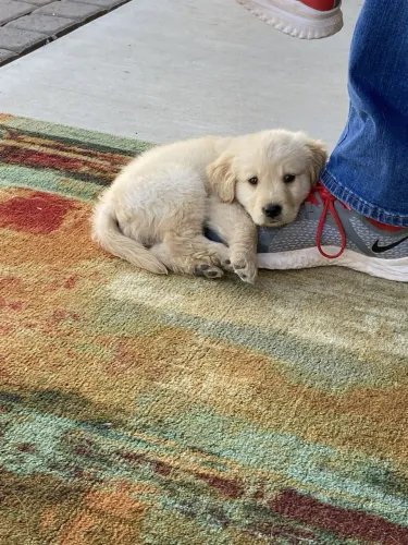 Golden Retriever brincalhão