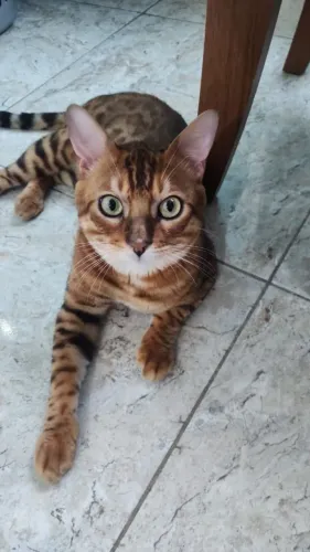 Gato bengal macho 