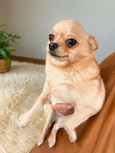 Filhote mini chihuahua