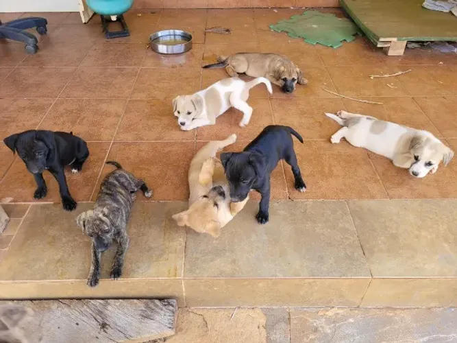 Adoção Filhote Cachorro Vira Lata :)