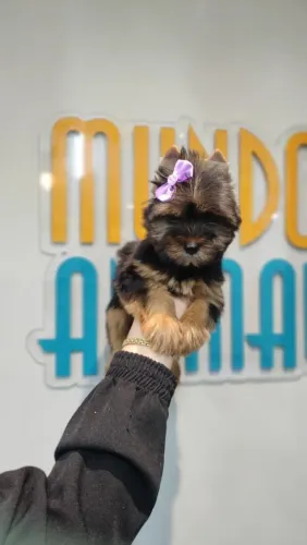 YORKSHIRE TERRIER COM PEDIGREE EM ATÉ 10X