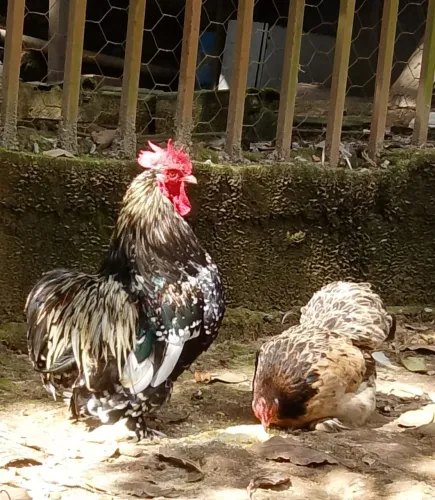 Mini Cochin (Aves Ornamentais)