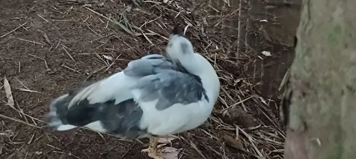 Pato adulto 120.reais