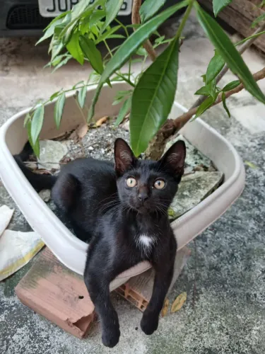 Adoção Responsável Gatinho Preto