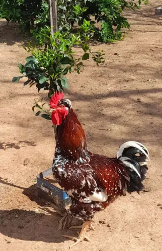 Galo GSB Mil Flores dos Mais Lindos!