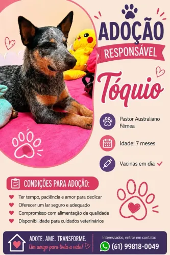 Blue heeler adoção