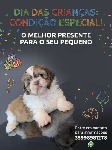 Lindo disponível para entrega