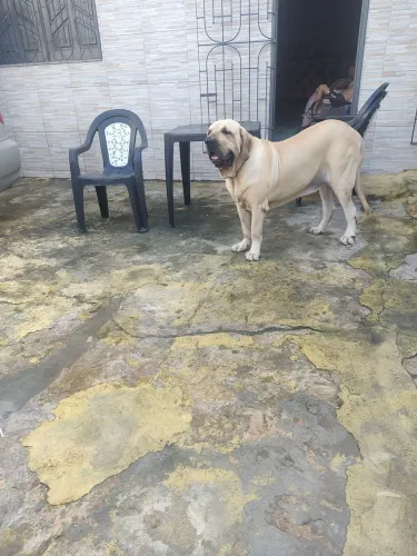 Fila Brasileiro registrado disponível para cruza 