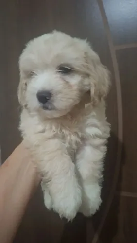 Filhotes poodler