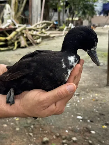 Mini marrequinha em postura 
