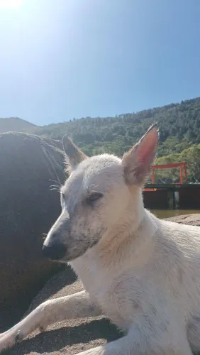 Doa se pastor de 8 meses 