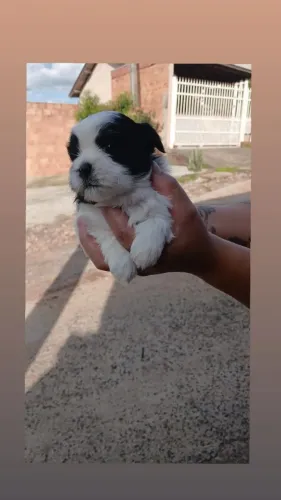 Vendo linda bebê chitzuu com. 33 dias.