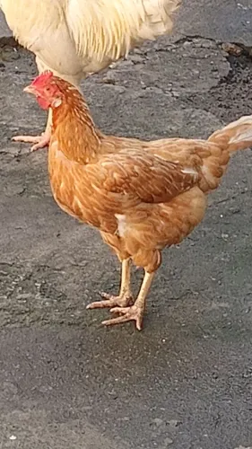 Galinhas baratas