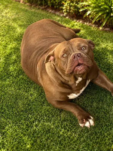 Américan Bully Femea 