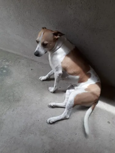 Doação de cão sem raça definida urgente