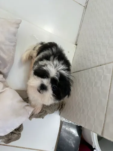 Shih tzu
