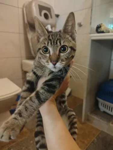 Filhotinha de gato para adoção