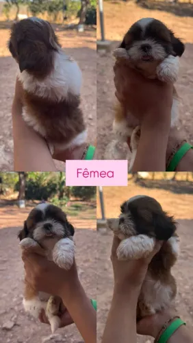 Filhotes shihtzu