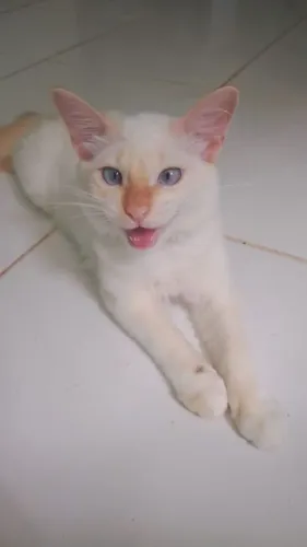 Doação de gato