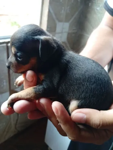 Filhote de Pinscher 
