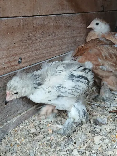 Pintinhos Brahma Nagazaki Garnizé Caipira 