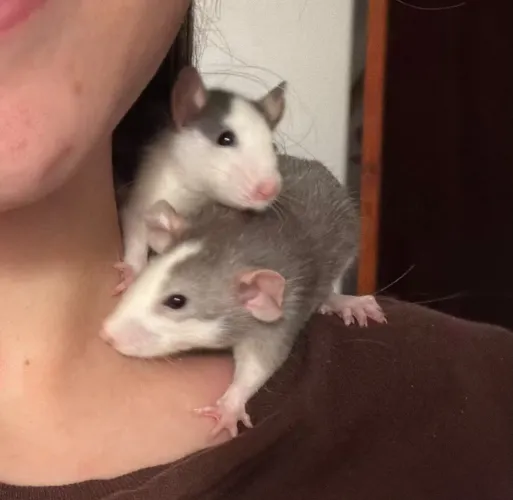 Ratinhos Twister