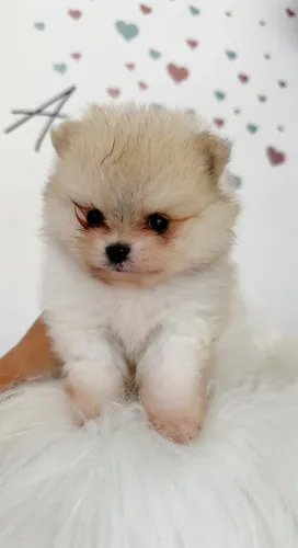Vendo Lulu da Pomerânia