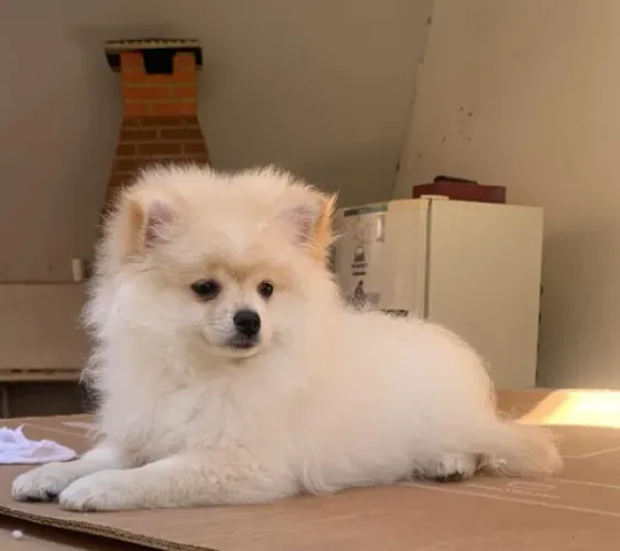 Filhote de Lulu da Pomerânia 95 Dias Macho Muito Carinhoso