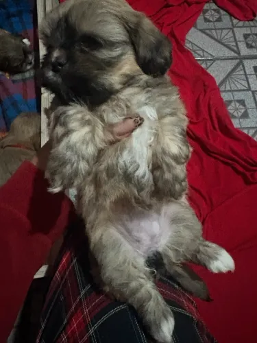 Venda de filhotes de lhasa apso