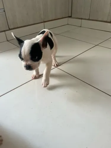 Vendo filhote de Buldogue Francês 