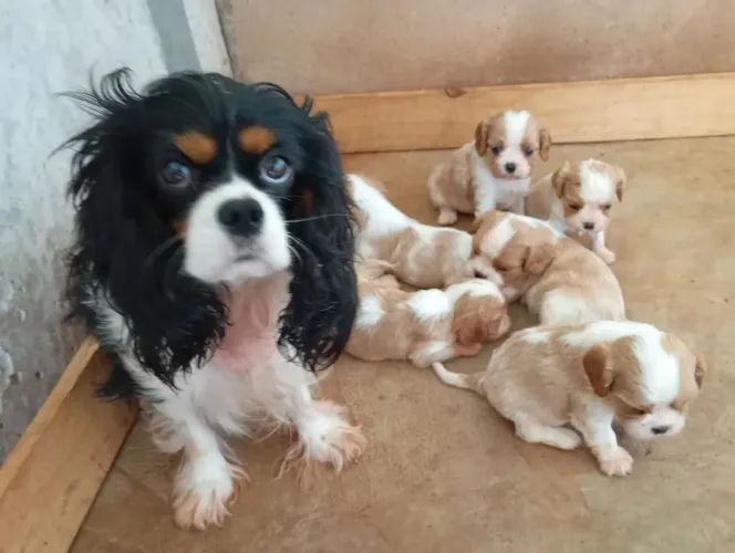 Cavalier filhotes