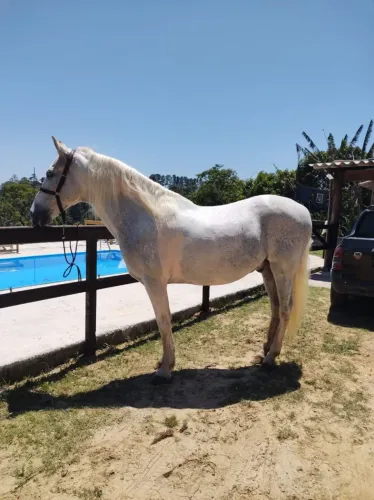 Vende-se Cavalo