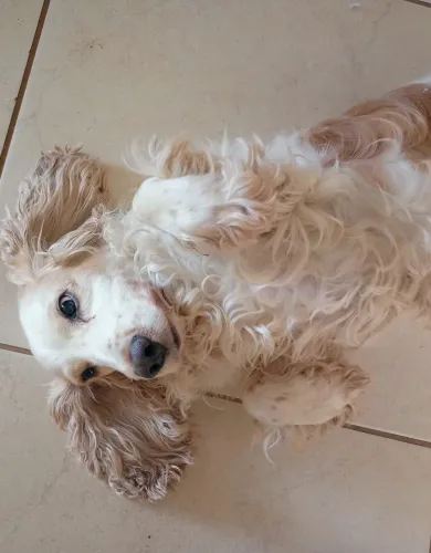 Cocker Spaniel 