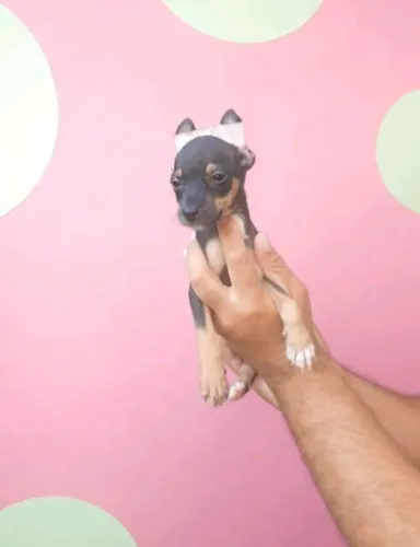 Seu novo melhor amigo está aqui Pinscher macho