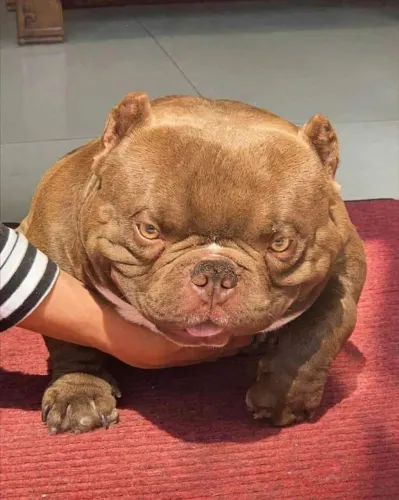 Americam Bully micro ou Pocket pedigree grátis