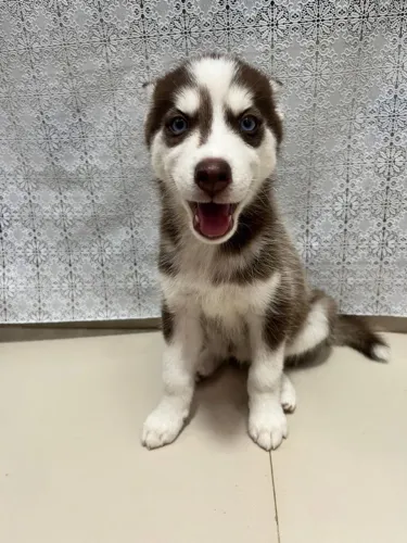 Husky siberiano puro !!