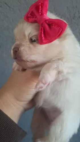 Lulu da Pomerânia filhotes