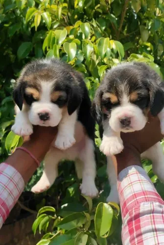 Beagle companhia que conquista 