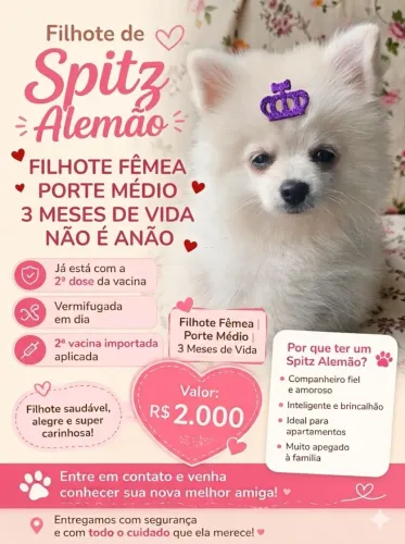 Filhote sptiz alemão (não é anão)