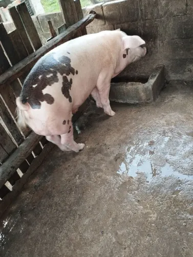 Vendo um porco barrão novo , 1 ano e meio