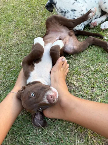 Filhote de pitbull
