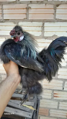 Galo sedosa do japao