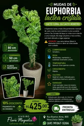 Euphorbia láctea cristata