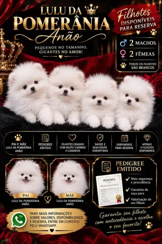Lulu da pomerania anao