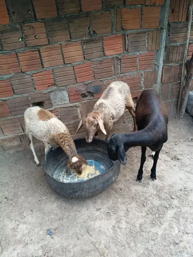 Ovelha