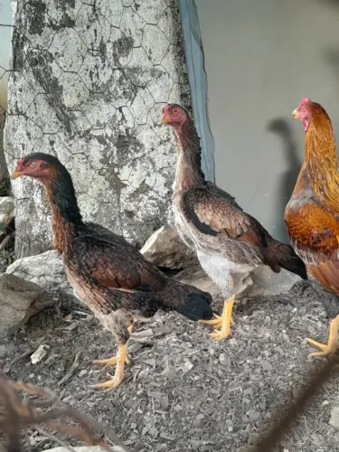 Frangas índias shamo